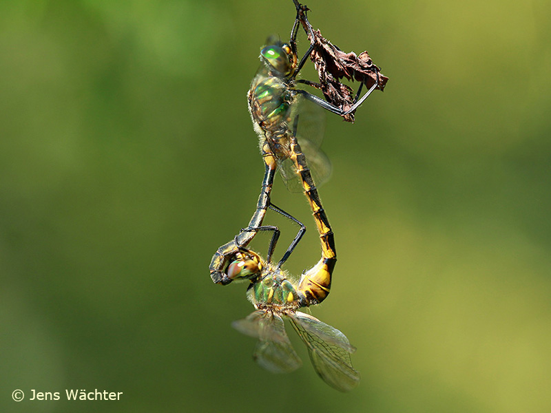 Somatochlora flavomaculata